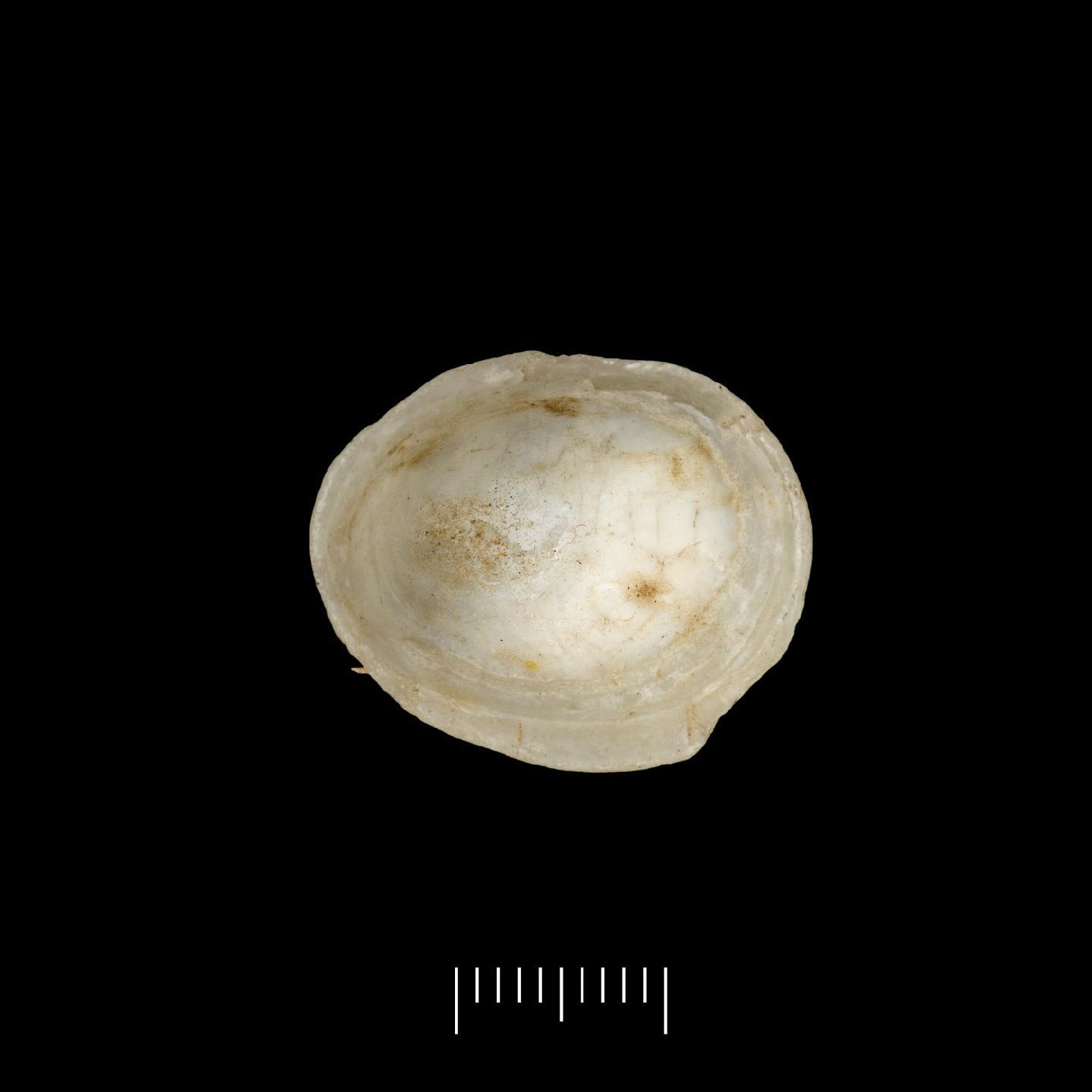 To NHMUK collection (Patellidae Rafinesque, 1815; NHMUK:ecatalogue:7881708)