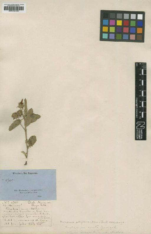 Melhania albiflora - BM001024320 (2)