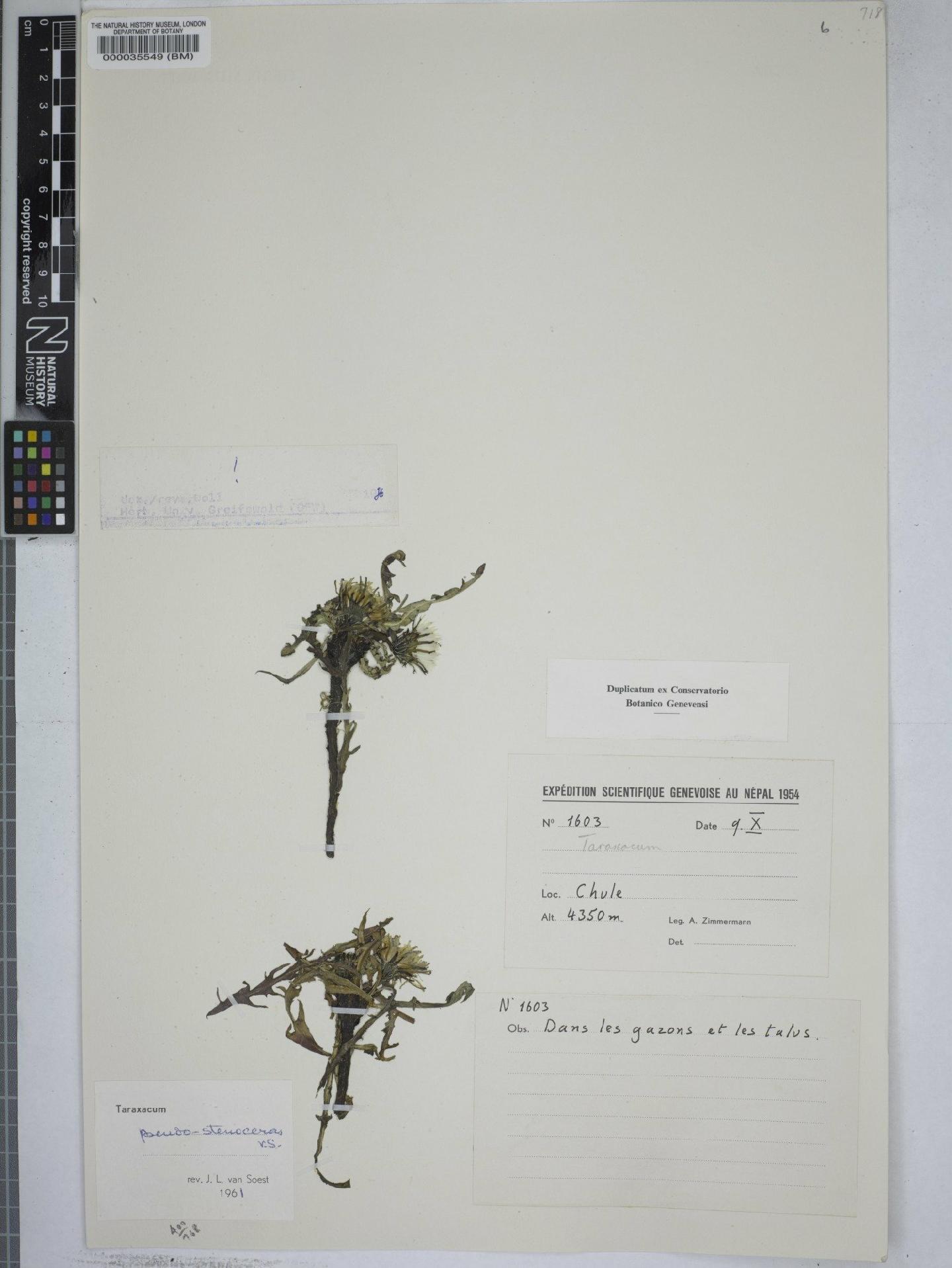 To NHMUK collection (Taraxacum pseudostenoceras Soest; NHMUK:ecatalogue:9149142)
