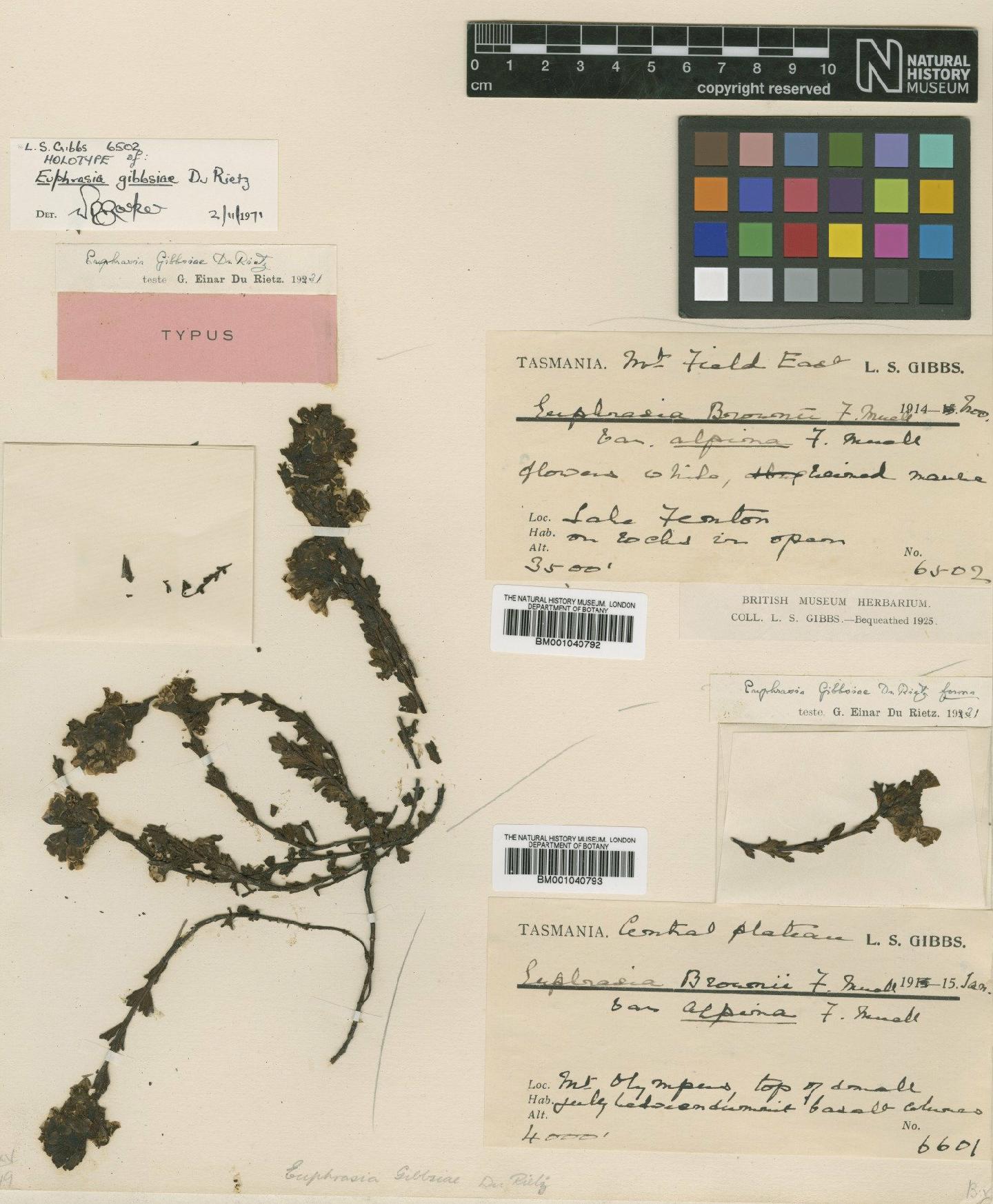 Euphrasia gibbsiae thumbnail
