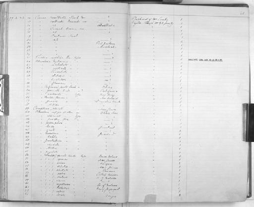 Pleurotoma stolida Hinds, 1843 - Zoology Accessions Register: Mollusca: 1877 - 1883: page 60