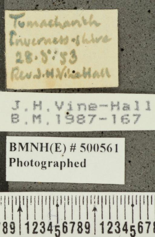 Carterocephalus palaemon (Pallas, 1771) - BMNHE_500561_label_176125