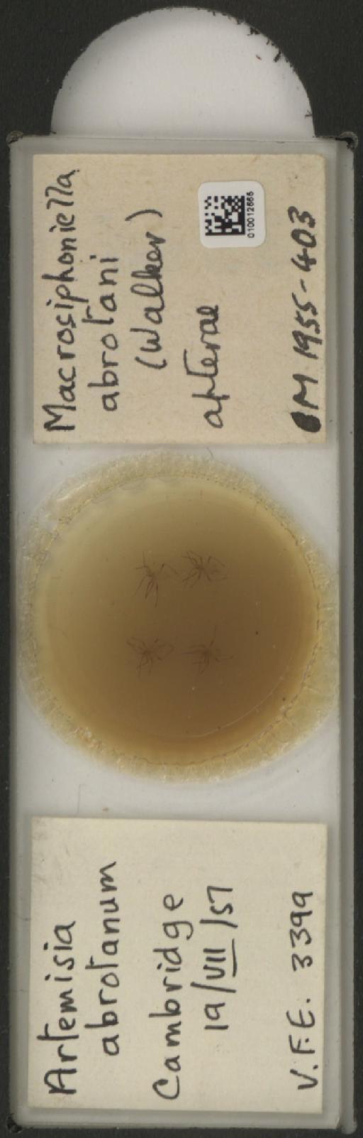 Macrosiphoniella abrotani Walker, 1852 - 010012665_112658_1094710