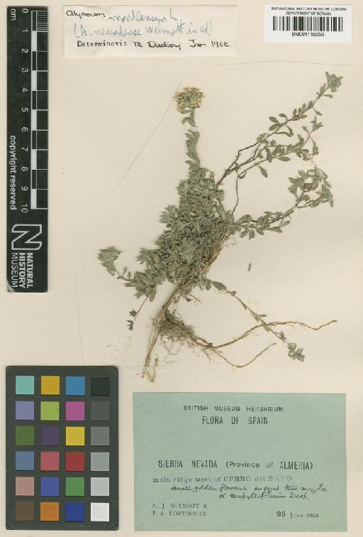 Alyssum montanum subsp. montanum - BM001118256