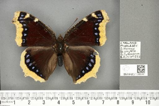 Nymphalis antiopa (Linnaeus, 1758) - BMNHE_1060741_21102