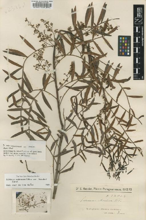 Schinus weinmannifolius var. ridelianus f. glabrescens Chodat & Hassl. - BM000087229