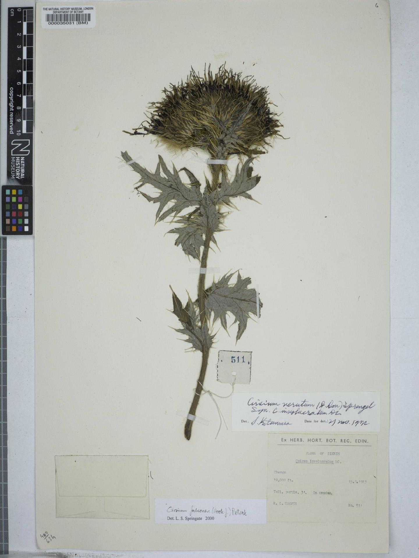 To NHMUK collection (Cirsium falconeri (Hook.f.) Petr; NHMUK:ecatalogue:9148695)