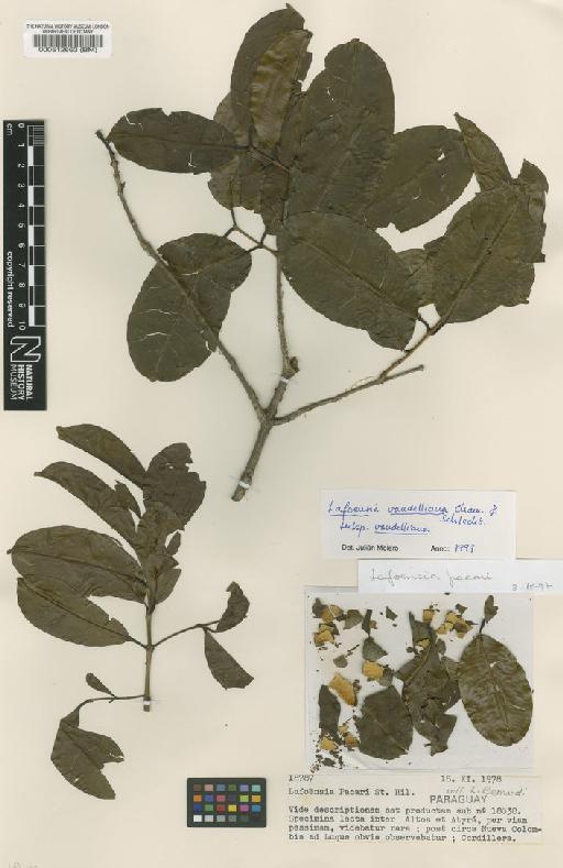 Lafoensia vandelliana subsp. vandelliana Cham. & Schltdl. - BM000512663