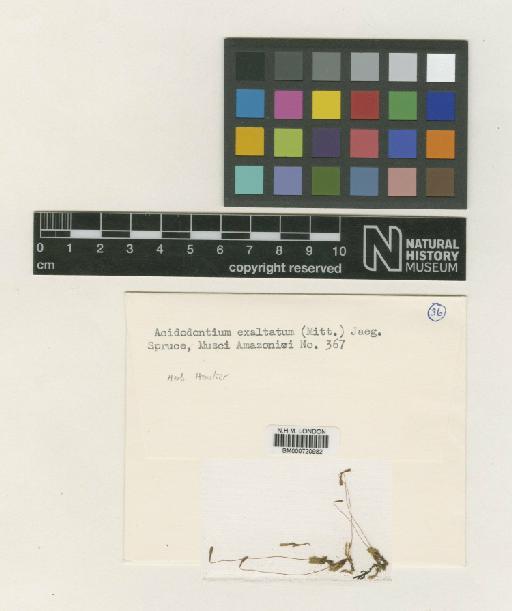 Acidodontium exaltatum (Spruce ex Mitt.) A.Jaeger - BM000720982_a