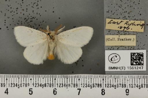 Euproctis similis (Fuessly, 1775) - BMNHE_1561247_253966