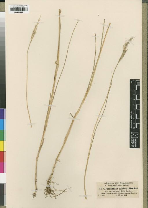 Pennisetum thunbergii Kunth - BM000923349