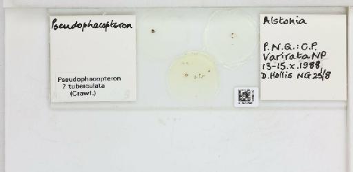 Pseudophacopteron tuberculata Crawford, 1912 - 013470696_117213_1146687_157772_NonType