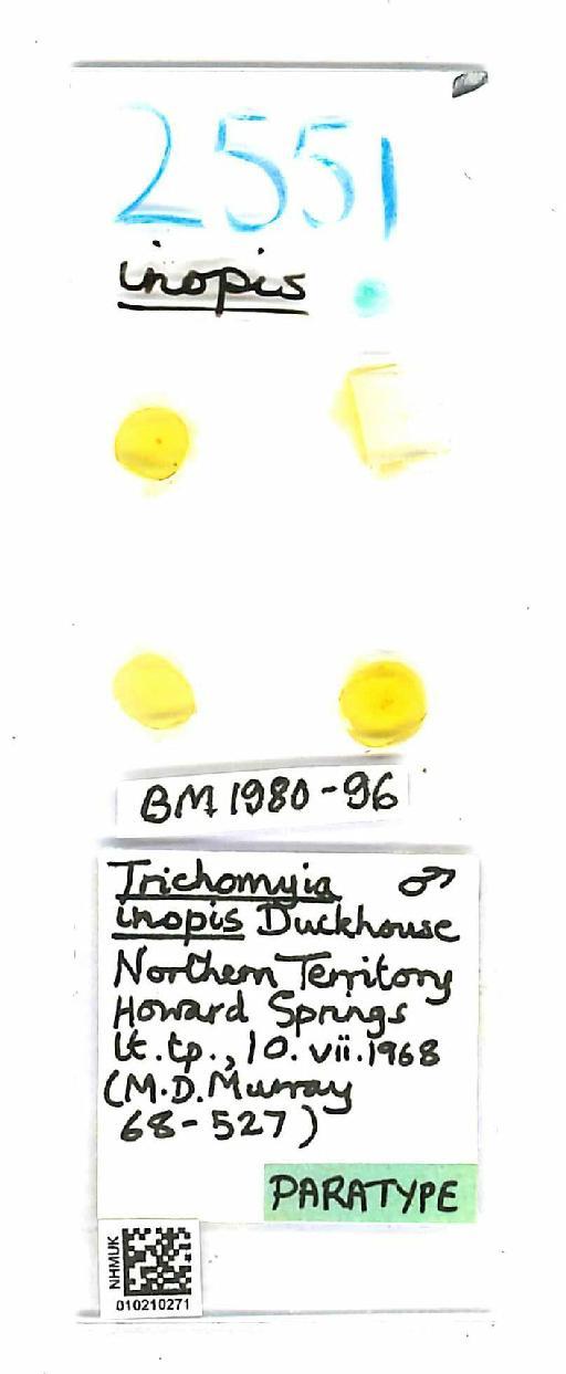 Trichomyia inopis Duckhouse, 1978 - Trichomyia_inopis-010210271-slide