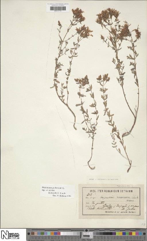 Hypericum perforatum subsp. veronense (Schrank) H.Lindb. - BM001201763