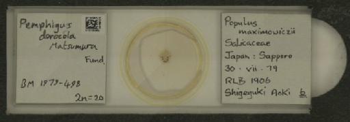 Pemphigus dorocola Matsumura, 1917 - 010125869_112912_1095554