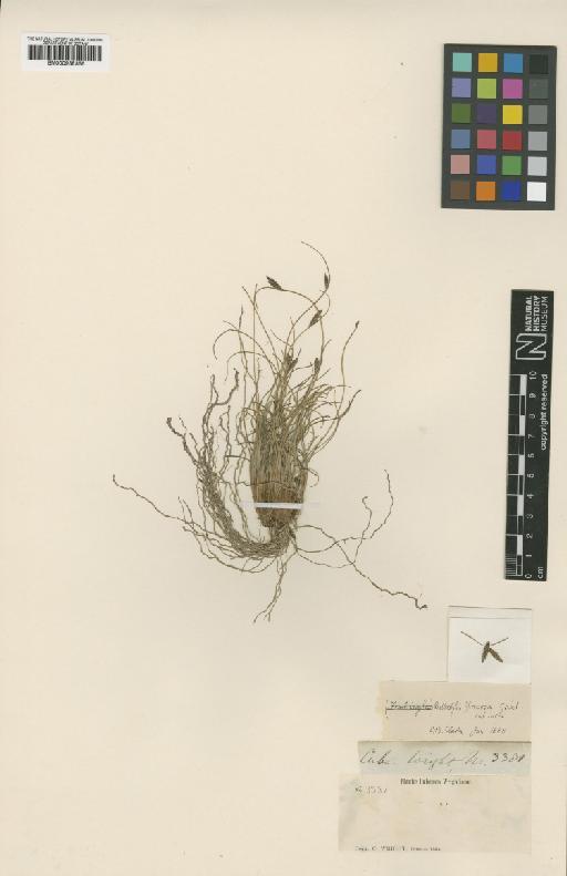 Bulbostylis floccosa (Griseb.) C.B.Clarke - BM000938366