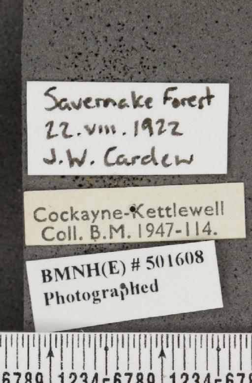 Rapala schistacea (Moore, 1881) - BMNHE_501608_label_167701