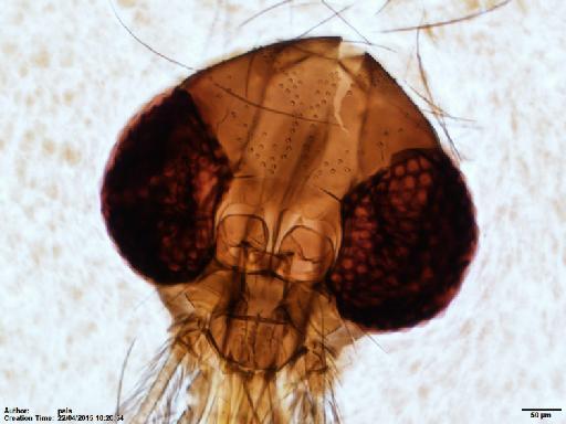 Lutzomyia (Nyssomyia) shawi Fraiha et al., 1981 - Lutzomyia_shawi_BMNH(E)1722062_PT-female_head-10x.tif