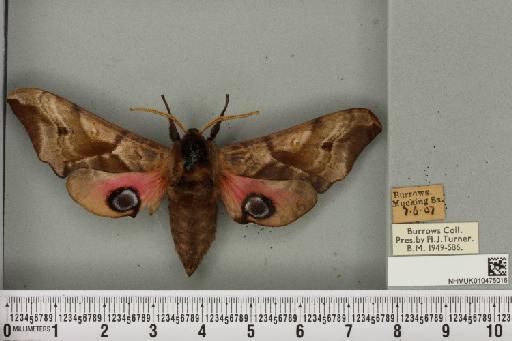 Smerinthus ocellata ocellata (Linnaeus, 1758) - NHMUK_010475016_525319