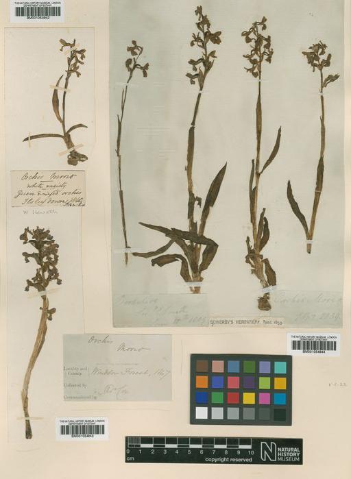 Anacamptis morio (L.) R.M.Bateman, Pridgeon & M.W.Chase - BM001054942.tif