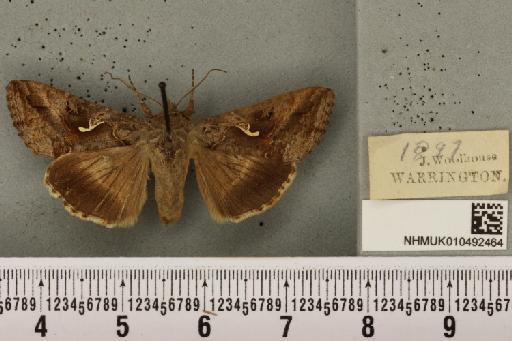 Autographa gamma (Linnaeus, 1758) - NHMUK_010492464_548122