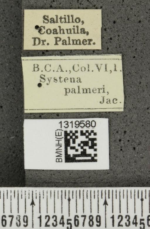 Systena palmeri Jacoby, 1884 - BMNHE_1319580_label_26709