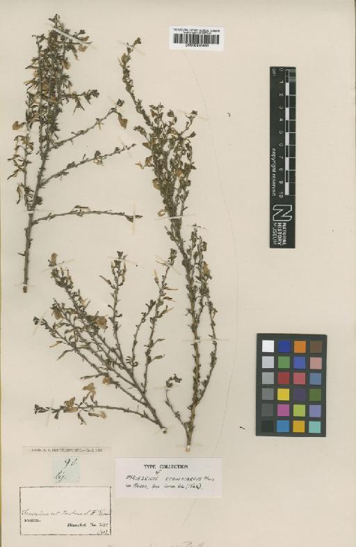 Zornia echinocarpa Benth. - BM000931683