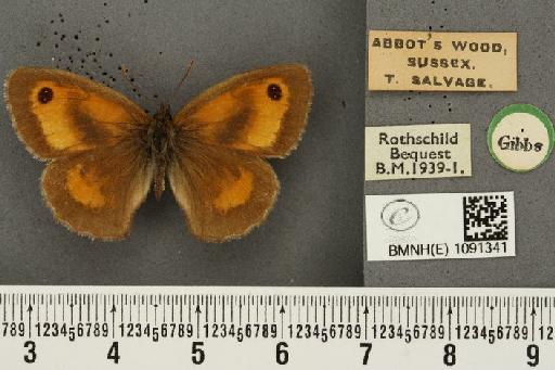 Pyronia tithonus britanniae (Verity, 1914) - BMNHE_1091341_1765
