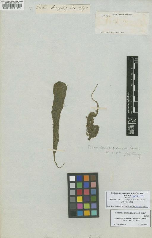 Utricularia olivacea C.Wright ex Griseb. - BM000019198
