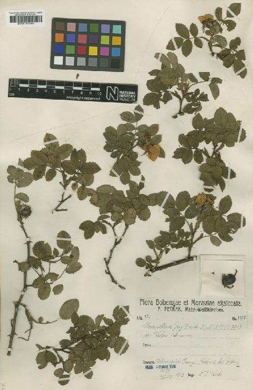 Rosa collina var. wesleri Petr. - BM001041801