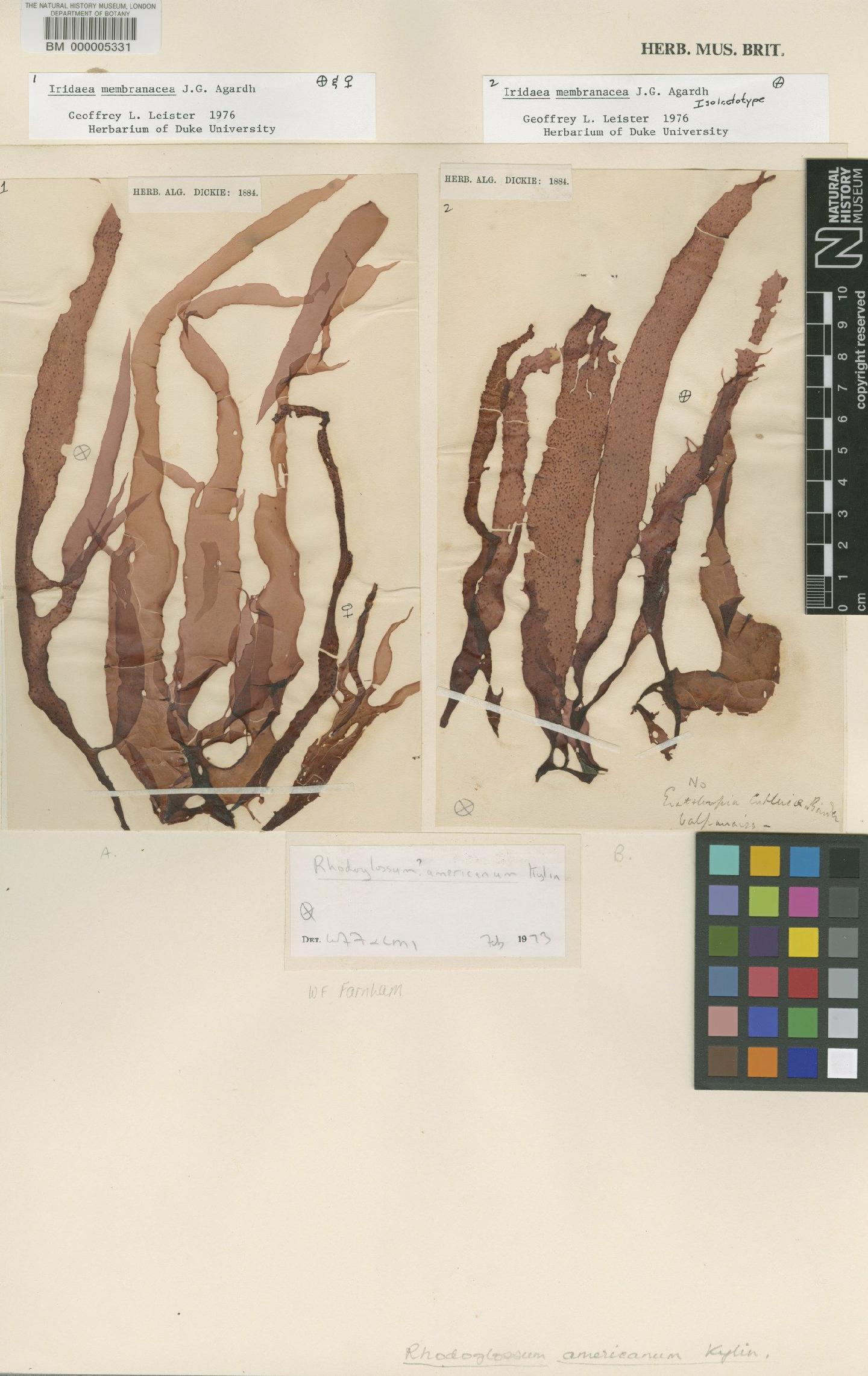 To NHMUK collection (Mazzaella membranacea (J.Agardh) Fredericq; Isolectotype; NHMUK:ecatalogue:438714)