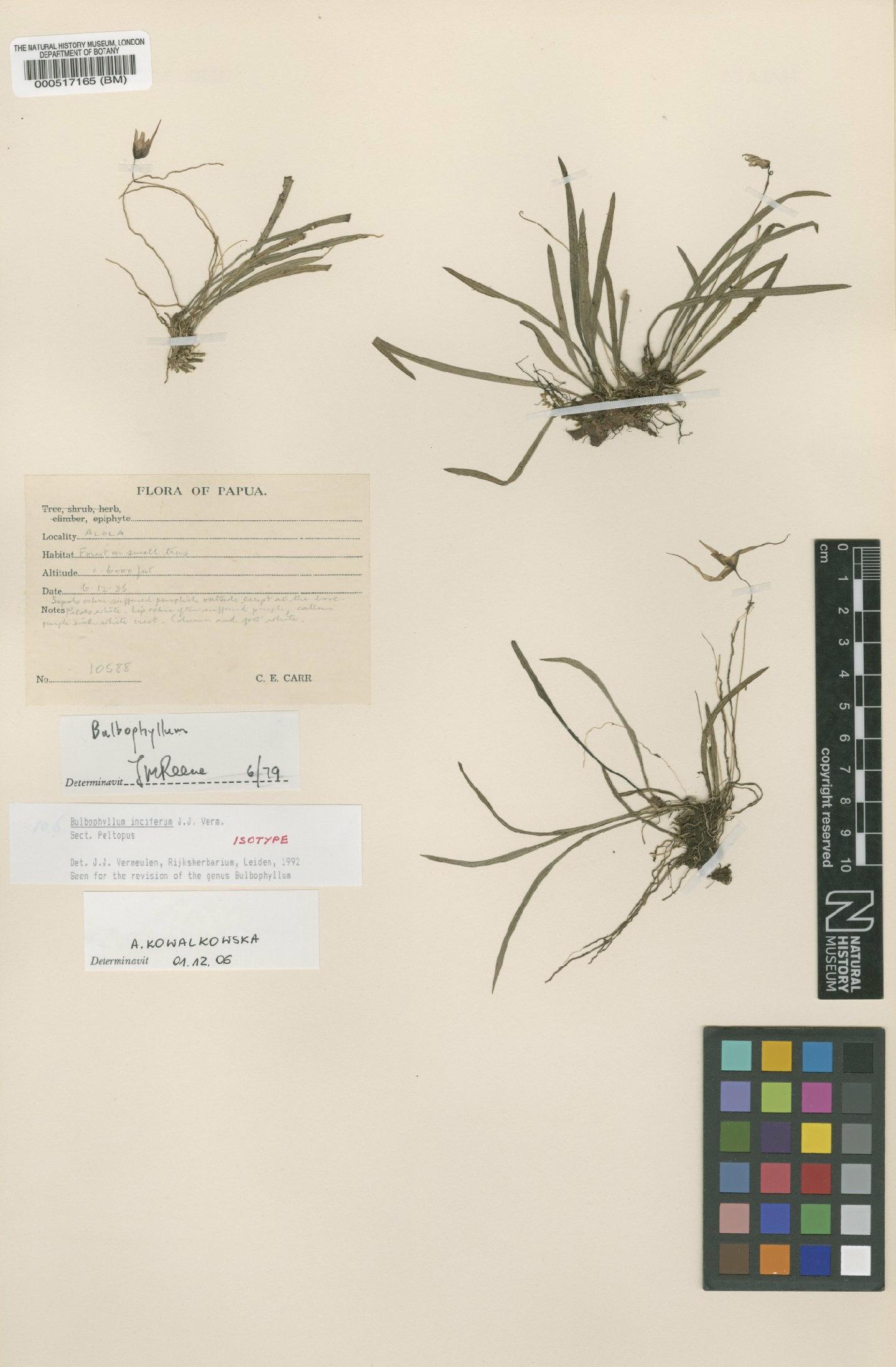 Bulbophyllum inciferum thumbnail