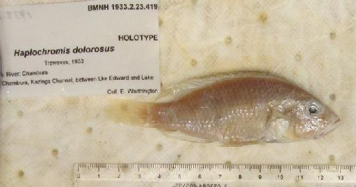 Haplochromis dolorosus Trewavas, 1933 - BMNH 1933.2.23.419, HOLOTYPE, Haplochromis dolorosus