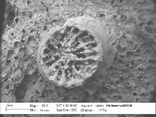 Celleporaria palmata (Michelin) - PI BZ 709 – Celleporaria palmata