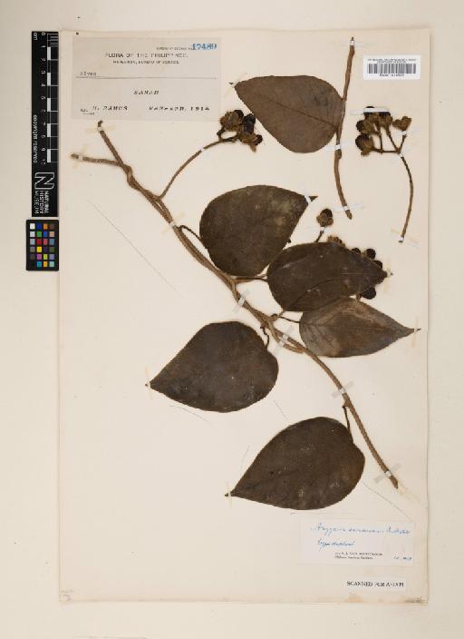 Ipomoea samarensis (Ooststr.) J.R.I.Wood & Scotland - 001014505
