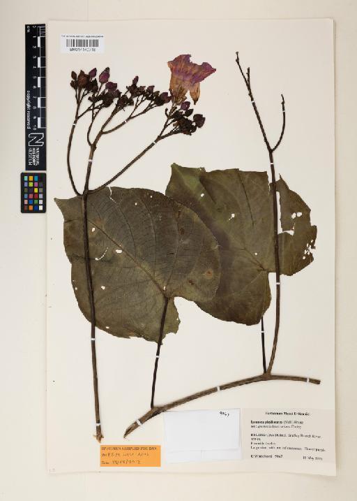 Ipomoea phyllomega (Vell.) House - 014140718