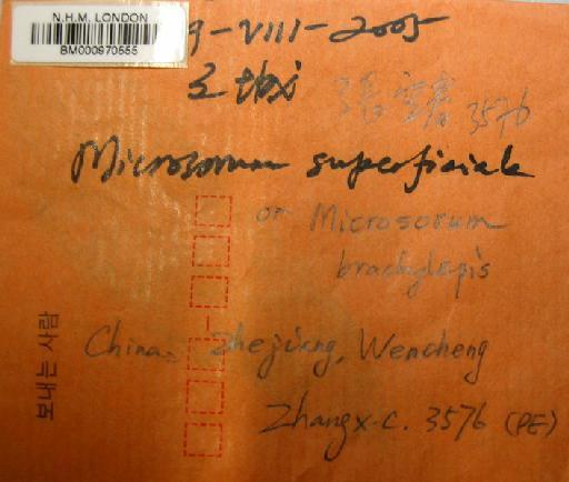Microsorum superficiale (Blume) Ching - BM000970555_label_front