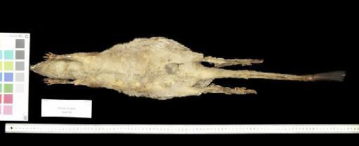 Macropus (Petrogale) brachyotis Gould, 1841 - 1841.1132_Skin_Ventral