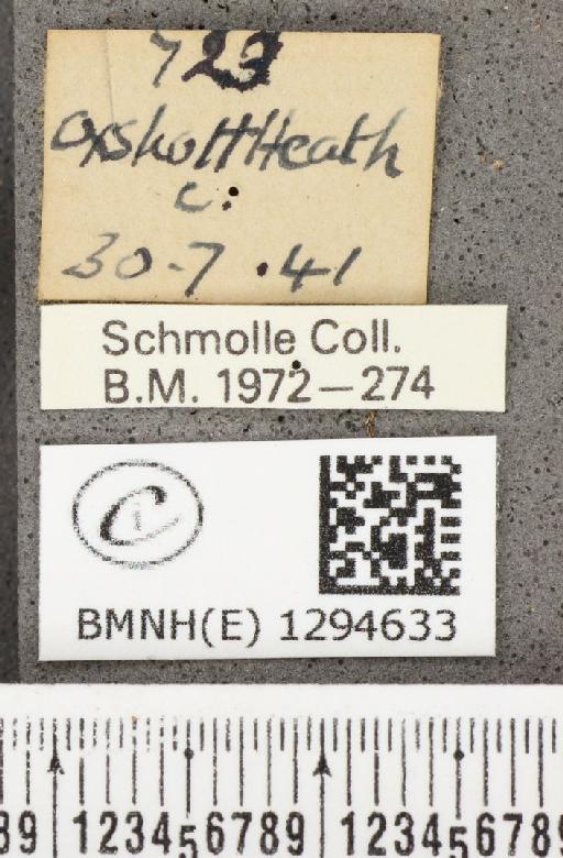 Lycaena phlaeas eleus (Fabricius, 1798) - BMNHE_1294633_label_132053