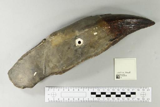 Pliosaurus macromerus Phillips, 1871 - 010028839_L010221773