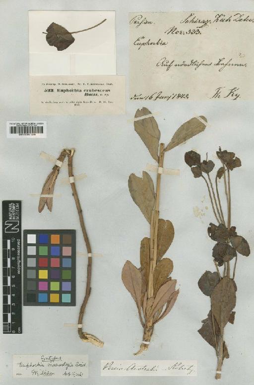 Euphorbia macrostegia Boiss. - BM000951556