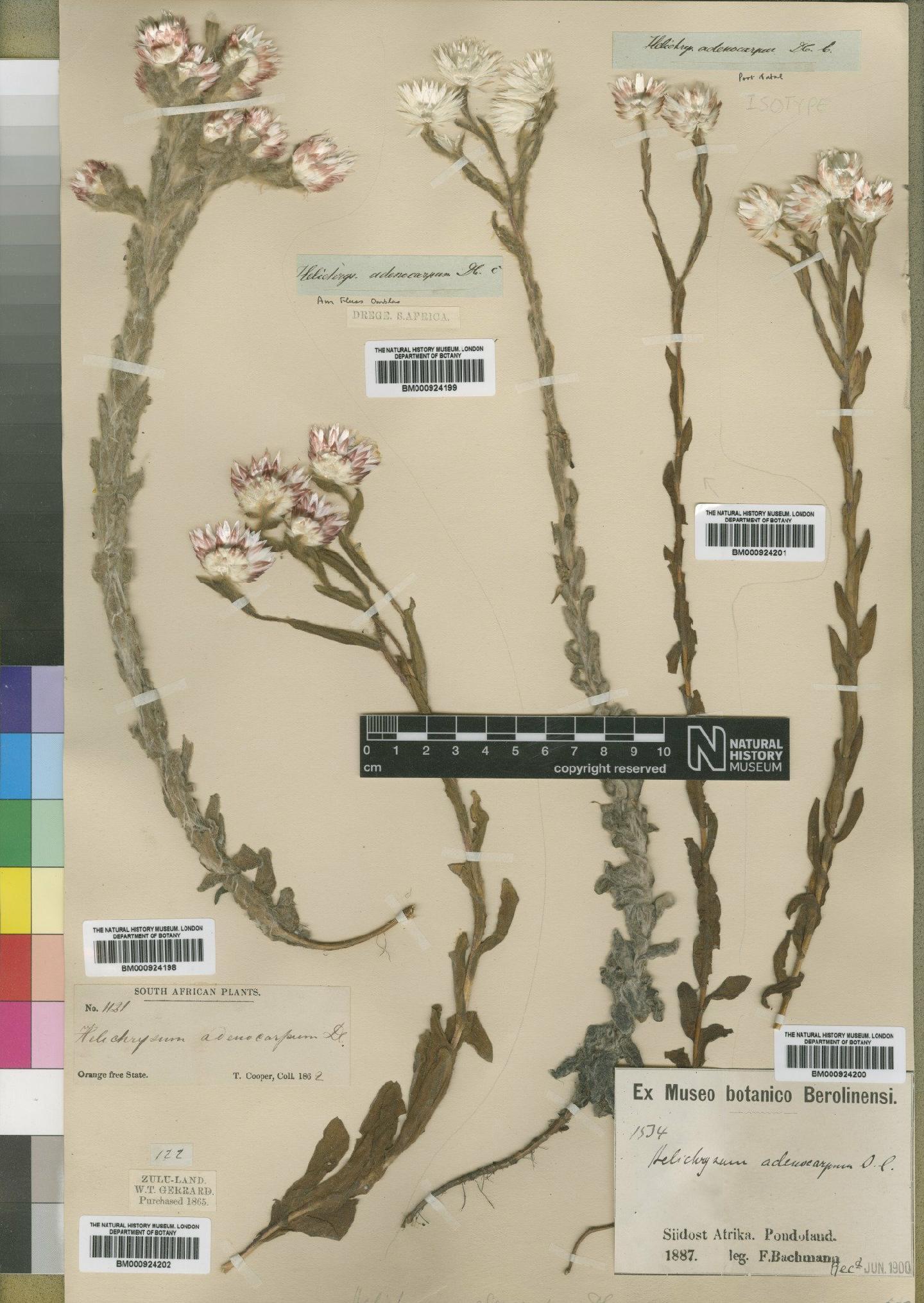 To NHMUK collection (Helichrysum adenocarpum DC.; TYPE; NHMUK:ecatalogue:4529226)