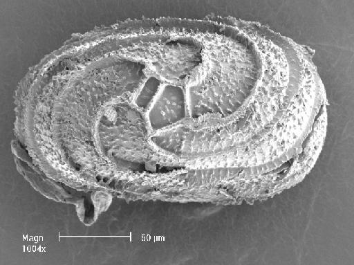 Nitella sonderi A.Braun - OosporeBase