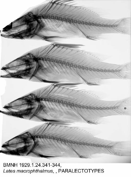 Lates macrophthalmus Worthington, 1929 - BMNH 1929.1.24.341-344, Lates macrophthalmus, , PARALECTOTYPES, Radiogrpah