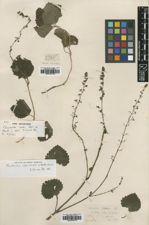 Isodon repens (Wall. ex Benth.) Murata - BM000950314