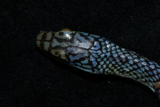 Leptophis ahaetulla nigromarginatus Günther, 1866 - Image of specimen 1946.1.5.7 also registered as 1866.2.15.3