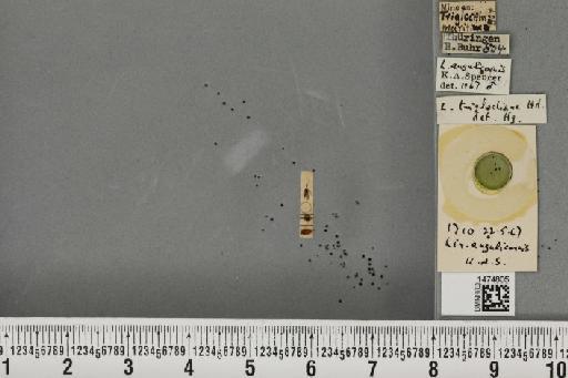 Liriomyza angulicornis (Malloch, 1918) - BMNHE_1474805_60761