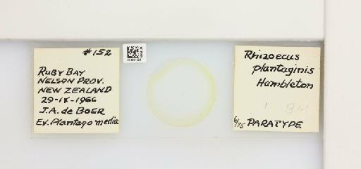 Rhizoecus plantaginis Hambleton, 1974 - 013557023_117352_1101965_157666_Type