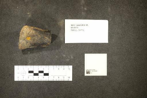 Iguanodon Mantell, 1825 - 010023685_L010093471