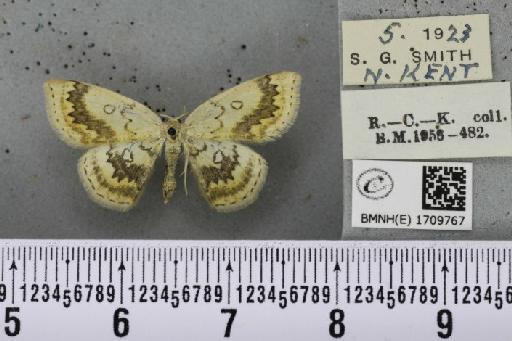 Cyclophora annularia ab. fasciata Lempke, 1949 - BMNHE_1709767_273741